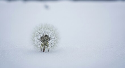 Single Dandelion Seed Head on White Background Minimalist Nature Photography