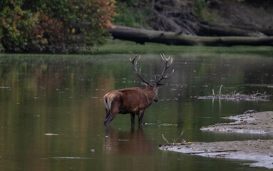 Red Deer stag in natural habitat