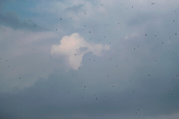 Large flock of birds flying against cloudy sky creating natural migration pattern