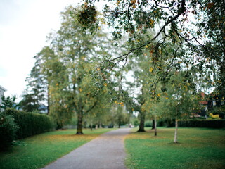 Tranquil Pathway Through the Lush Greenery of a Serene Park on a Peaceful Day Under a Cloudy Sky