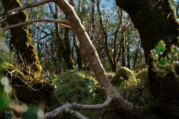 Fototapeta premium Close-up of mossy forest floor with fallen branches and natural woodland textures