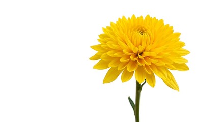 Naklejka premium Vibrant yellow chrysanthemum flower blooming brightly isolated on for spring and summer decor