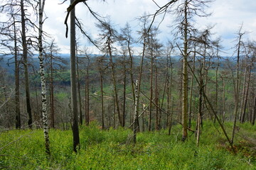 Obraz premium A high-angle view of a valley in recovery, with a carpet of new green growth covering the forest floor among bare trees