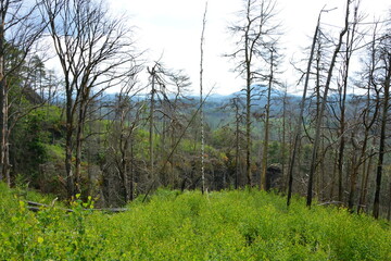 A vibrant carpet of new green saplings covers the forest floor, a stark contrast to the skeletal burnt trees still standing
