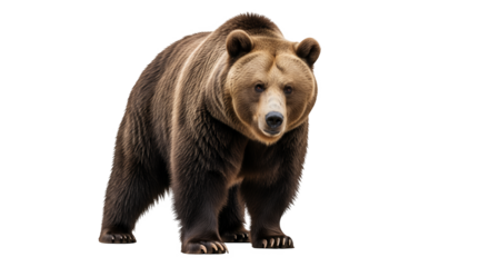 Brown bear cub isolated on white background wildlife animal portrait