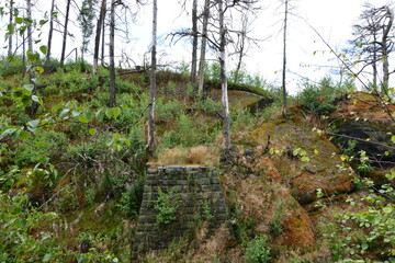 An old, forgotten stone wall is reclaimed by nature on a steep hillside showing the vigorous green regrowth of a new forest
