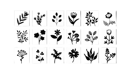 Botanical illustrations on white backgrounds floral