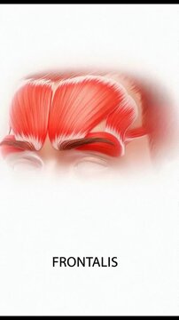Frontalis muscle anatomy animation showing the human forehead muscle structure and its function in facial expressions for medical education