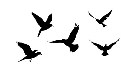 Elegant Swan Silhouette bird water bird