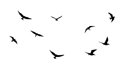 Flock of Birds in Flight flying nature
