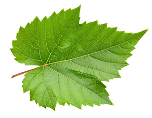 Single Fresh Green Vine Leaf, Detailed Veins and Texture, isolated on Transparent Background