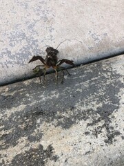 crayfish on the ground