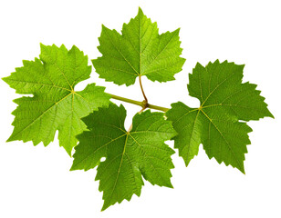 Fototapeta premium Cluster of Grape Vine Leaves with Thin Stem, Angled Side View, isolated on Transparent Background