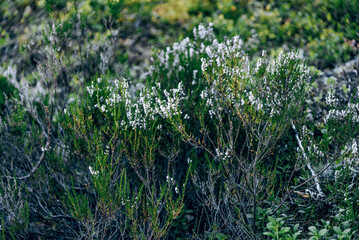 Tall colored wild flowers plants nature weeds growing in beauty forest landscape