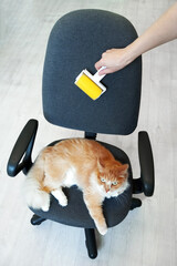 Red cat lying on the chair. Roller sticky wool cleaner in the hand of a Caucasian woman. Clean the...