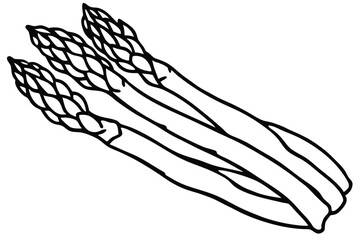 Three Graphic Asparagus Stalks Featuring Delicate Outlines and Textured Tips, Isolated Illustration