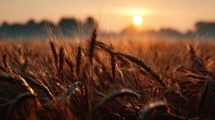 Sunset over a vast wheat field with tall, golden stalks swaying gently in the breeze under a vibrant orange sky
