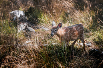 Fawn in the woods of Canada