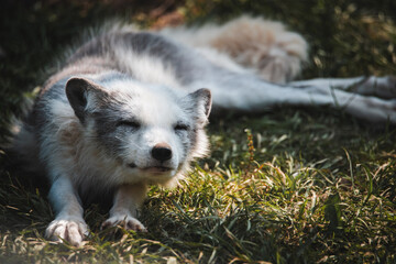 Arctic Fox in Canada during summer