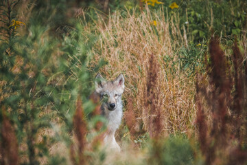 Timberwolf cub in the forest