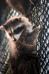 Raccoons sitting on a fence