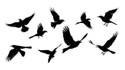 Flock of Birds in Flight Silhouette flying black