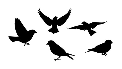 Two Sparrows Perched Together birds flying