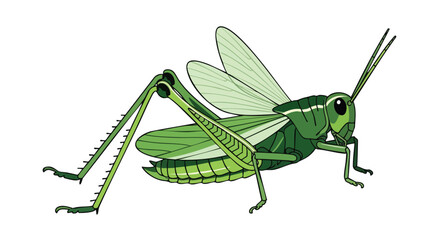 Vibrant green grasshopper illustration with delicate wing venation against a simple background