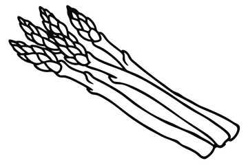 Black Outline Drawing of Asparagus Spears Isolated, Fresh Vegetable Illustration, Line Art