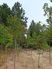 nature refund a parking space