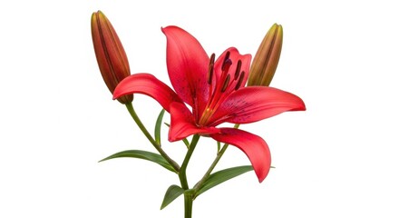 Striking red lily bloom against a pristine white background, a floral portrait