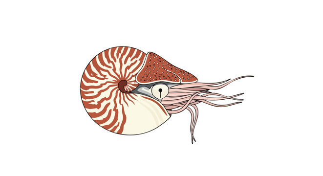 Chambered Nautilus Illustration with Intricate Shell Pattern and Cephalopod Features Depicted Against a White Backdrop