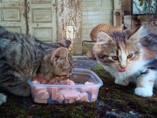 Natural and tasty food for homeless cats