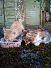 Natural and tasty food for homeless cats