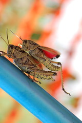 Lubber grasshopper mating