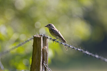 A spotted flycatcher on a barbed wire fence, a spotted flycatcher on a fence surrounded by green...