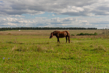 Brown horse standing quietly in open Suzdal, Vladimirskaya Oblast landscape with flat field and pine line backdrop