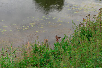 Duck standing on a post beside lily-covered water at the edge of the Kamenka River in Suzdal, surrounded by wild grass and green plants