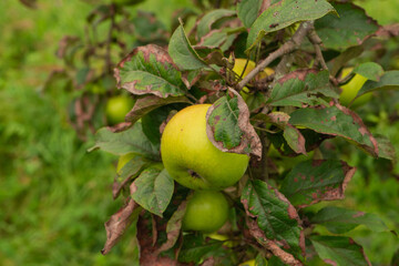 Green apples on tree surrounded by aging leaves in summer garden
