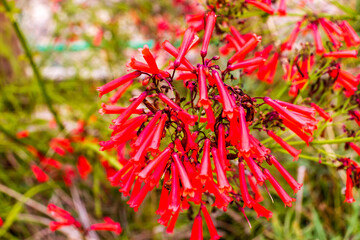 Vibrant Red Flower Cluster in a Garden Setting