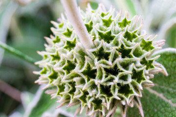 Close-Up of a Unique Prickly Green Seed Pod on a Plant