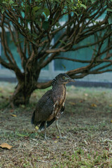 A young Malayan Night Heron walks through a park in Taipei. This close-up highlights its detailed camouflage and urban wildlife.