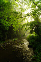 The summer valley illuminated by the morning sun