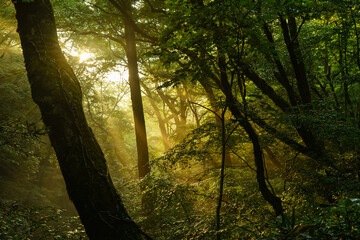 Fototapeta premium The summer valley illuminated by the morning sun