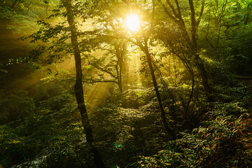 Obraz premium The summer valley illuminated by the morning sun