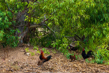 Free Range Chickens and Roosters in a Lush Green Natural Setting