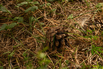 Angled pine cone in warm filtered light resting on pine-covered forest floor in Suzdal, Vladimirskaya Oblast