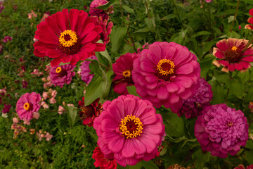 Pink and red zinnias with joyful energy symbolizing late summer gardens 