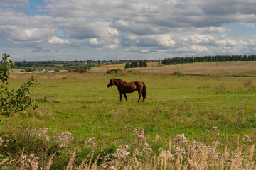 Brown horse with calm posture standing in wide field under cloudy sky