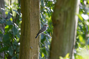 A spotted flycatcher on a barbed wire fence between two trees, a spotted flycatcher on a fence surrounded by trees and green bokeh, sunny day, Muscicapa striata